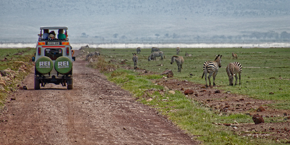Zebra Traffic