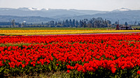 Tulips Fields in the Willamette Valley