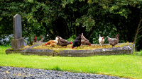Day 11 - Churchyard Chickens