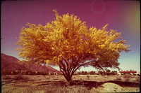 Palo Verde Tree - Old Ektachrome Photo