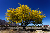 Palo Verde Tree - Color