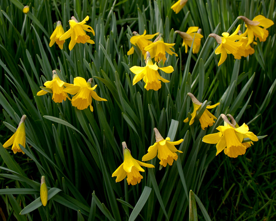 Daffodil Hill - 2011
