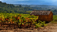 Rural Vineyards