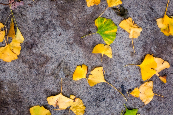 Ginkgo Leaves on Our Sidewalk