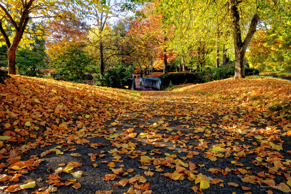 Fall - Pringle Park