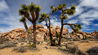 Joshua Tree Landscape