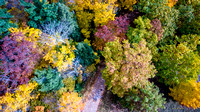 Fall Color from Above