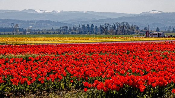 Tulips Fields in the Willamette Valley