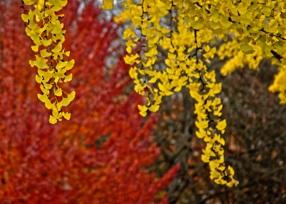 Ginko Leaves in Fall
