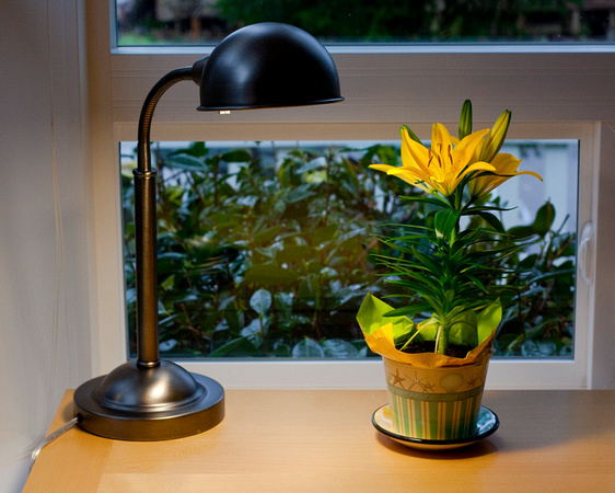Lamp and Lily