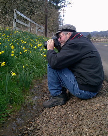 Capturing Daffodils