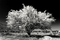 Palo Verde Tree - Infrared