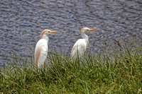Cattle Egrets