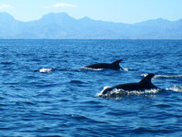 Dophins at Isla Carmen