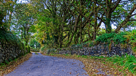 Arbear Lane