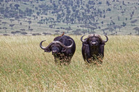 African Buffalo