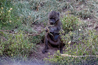 Baboon