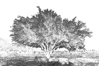 Palo Verde Tree - Ink Sketch