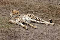Cheetah