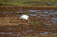 African Spoonbill